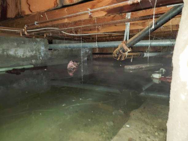 Best Sewage cleanup and water damage restoration  in Greenock, PA
